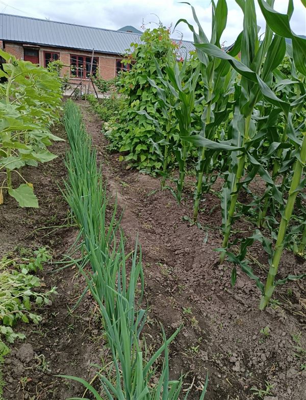 出售、出租平房