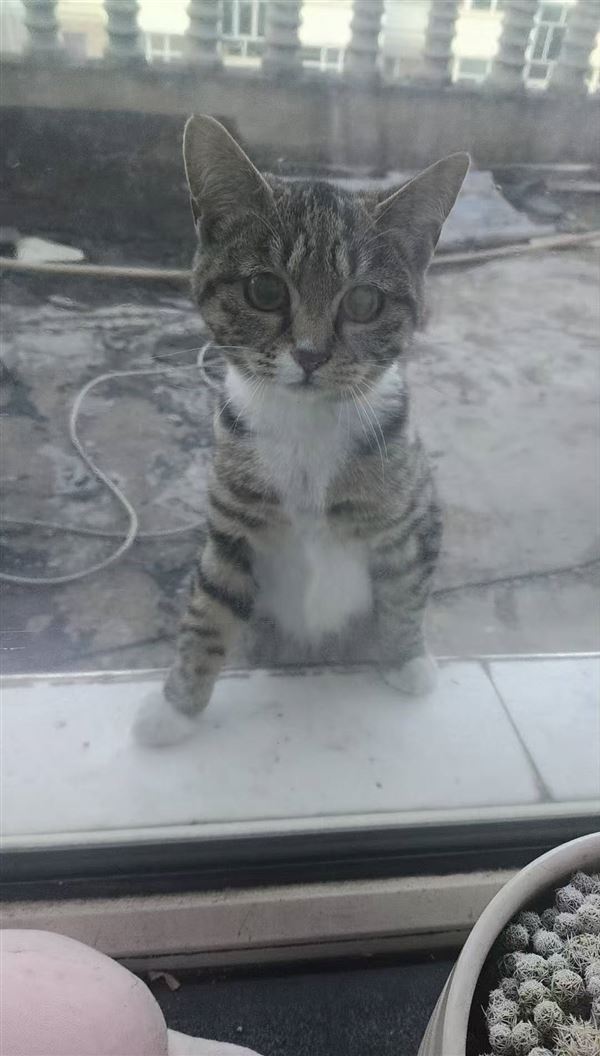 免费领养小猫